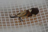 Alabonia geoffrella