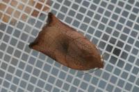 Archips podana
