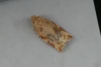 Archips xylosteana