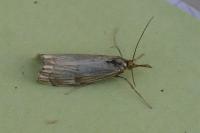 Chrysocrambus linetella