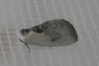 Cilix glaucata