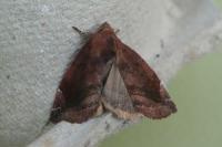 Cosmia pyralina