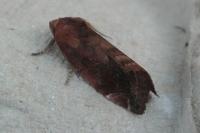 Cosmia pyralina