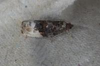 Hedya nubiferana