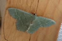 Hemithea aestivaria