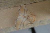 Malacosoma neustria