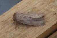 Mythimna pudorina