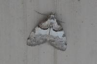 Nola cucullatella