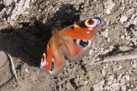 Aglais io