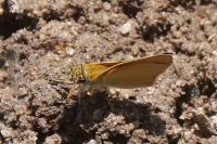 Thymelicus lineola