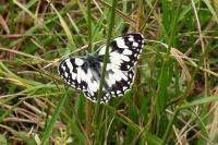 Melanargia galathea