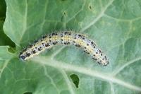 Pieris brassicae