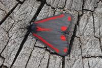 Tyria jacobaeae