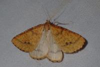 Aspitates ochrearia