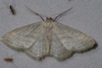 Idaea subsericeata