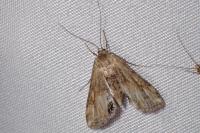 Cataclysta lemnata