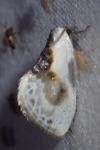 Cilix glaucata