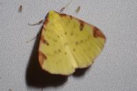Opisthograptis luteolata
