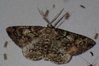 Cleorodes lichenaria