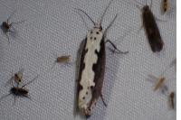 Ethmia bipunctella