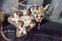 Eudonia delunella