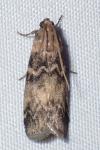 Euzophera pinguis