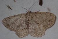 Hypomecis punctinalis