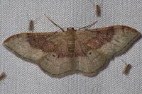 Idaea degeneraria