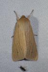 Mythimna pallens