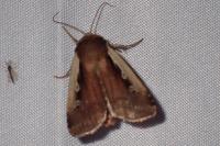 Ochropleura plecta