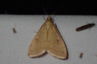 Ostrinia nubilalis