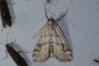 Parapoynx stratiotata
