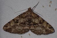 Peribatodes rhomboidaria