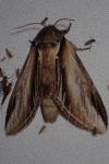 Pheosia tremula