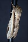 Pheosia tremula