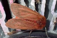 Phragmatobia fuliginosa