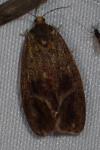 Ptycholoma lecheana