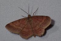 Scopula rubiginata