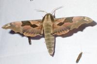 Mimas tiliae