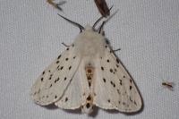Spilosoma lubricipeda