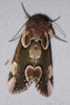 Thyatira batis