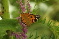 Vanessa cardui