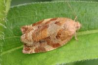Archips xylosteana