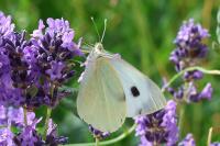 Pieris brassicae
