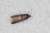 Acrobasis marmorea