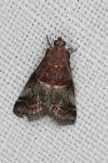 Acrobasis marmorea