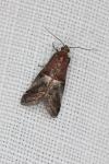 Acrobasis marmorea