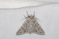 Acronicta aceris