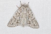Acronicta aceris