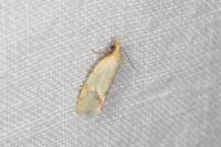 Agapeta hamana